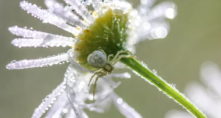 白い蜘蛛