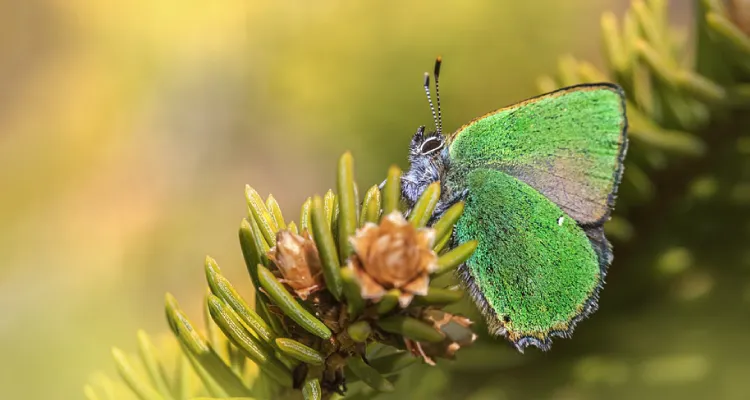 緑色の蝶
