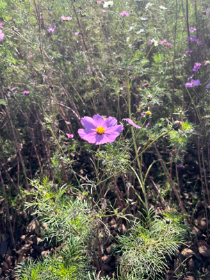 �R�X���X�ʐ^