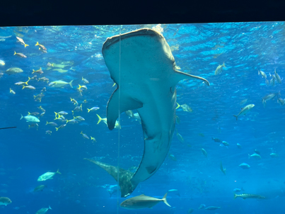 �W���x�C�U���ʐ^